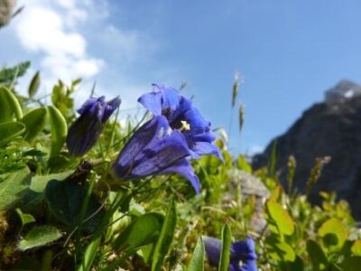 Medicinal Herbs: Gentian and Jewelweed Uses Image
